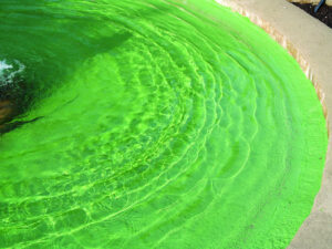 Brantho-Korrux Dura-Solid_TeichNeu